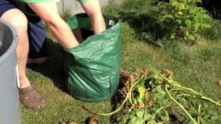 Do Potato Bags Work in the Alberta Urban Garden