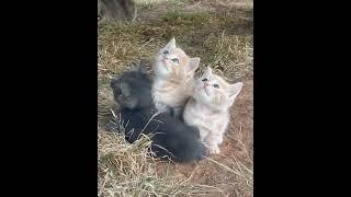 Alone Kitties #babycat #cat #wildliferescue #smartsocietymysteries #kitten #alone