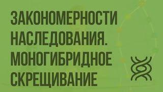 Закономерности наследования. Моногибридное скрещивание. Видеоурок по биологии 10 класс