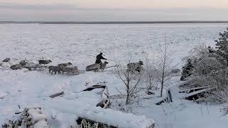 Ненцы перегоняют оленей через реку  Мезень.