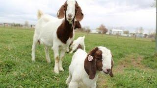 Dozens of baby goats - kids - jumping, yelling and playing | HD footage