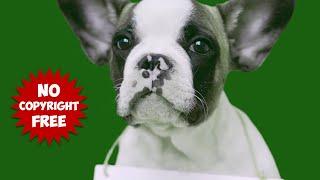 Green Screen Dog | animal puppy chroma key background video effect  no copyright