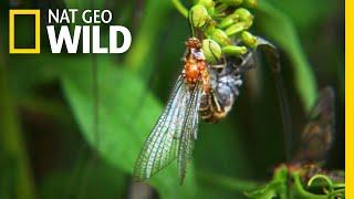 The 24-Hour Life of the Mayfly | Nat Geo Wild