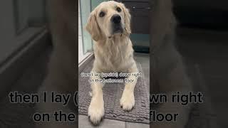Typical Day with Rigatoni #dogshorts #goldenretriever #dayinthelife #dog