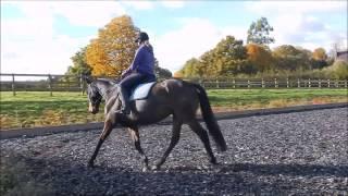 Hesteyri Horses ~ Deep Blue Ocean