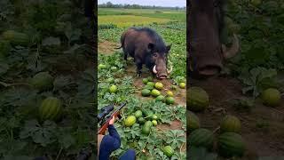 Do you think wild boars should be killed?#farm #farming  #satisfying #farmer #nature
