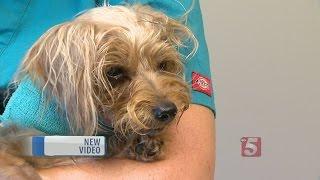 Injured Dog Found In Dumpster Is Recovering