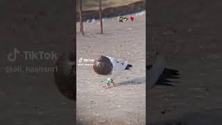 PIGEON  adnan pigeon club