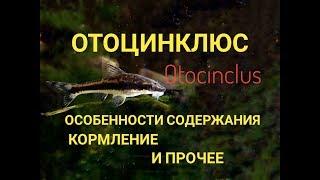 Отоцинклюс. Otocinclus.