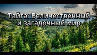 Тайга  Величественный и загадочный мир