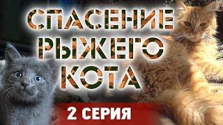 СПАСЕНИЕ РЫЖЕГО КОТА - 2 серия  КОТОЖИЗНЬ! 19 и 20 июня