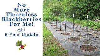 Thornless Blackberries?  No Thanks!  ...  A 6 Year Update