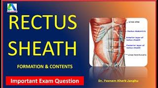 Rectus sheath | Rectus Sheath anatomy - formation and contents |