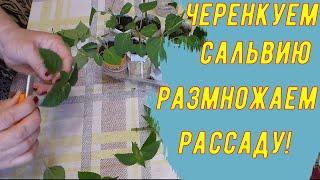 Сальвия. Черенкование, результат укоренения, высадка в грунт.