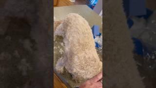 My Poor Puppy #shortsfeed #puppy #funnyvideo #funnyshorts #puppylife #doglover #poordog #poorpuppy