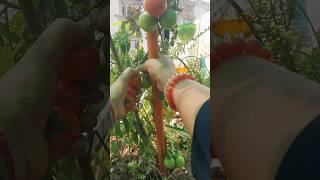 garden Fresh #explore #gardening #shorts