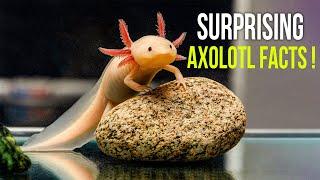 10 Axolotls Facts That Will Surprise You!