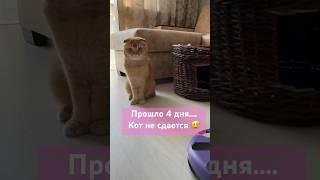 НЕПОДКУПНЫЙ КОТ #2024 #животные