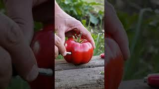 Inside - Tomato #agriculture