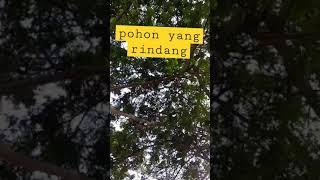 pohon yang rindang #shorts #tree