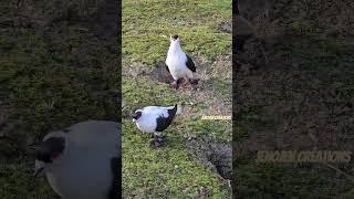 Biotropica, animal gardens . France Adorable  Doves ️