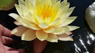 Нимфея Pink Lemonade (Nymphaea Pink Lemonade)