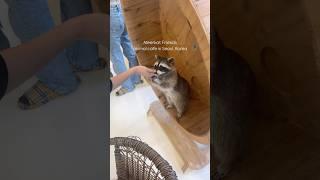 Animal cafe in Seoul | Zvířecí kavárna v Koreji  #korea #animalcafe #cestovani #동물카페 #travel #서울