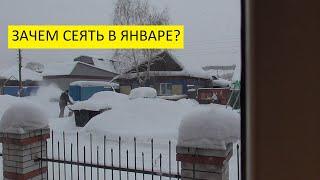 22 января - первый посев томатов. Ольга Чернова.