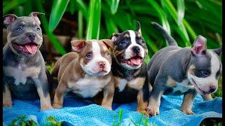 Funny & Cute American Bully Puppy Compilation