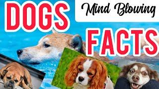 Factspedia | Dogs Fantastic Factspedia | Dogs Amazing Factspedia