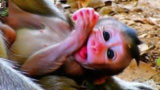 Little Baby Monkey Seems Very Cute to Watch | Serene Natural Wildlife