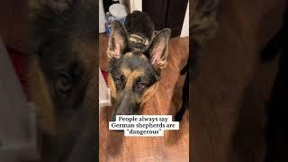 A VERY DANGEROUS German shepherd in PUBLIC