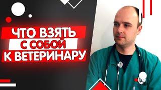 Поход к ветеринару, как подготовиться, что взять с собой