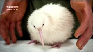 2011-12-22 - 3NEWS - RARE WHITE KIWI HATCHES