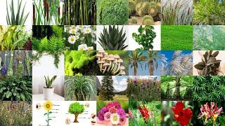 Plant Vocabulary in English: Learn the Names and Parts of Plants and Trees