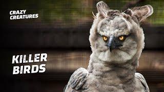 Harpy Eagles Are the Most Powerful Bird of Prey