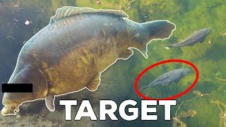 Can I catch this target carp UNDERWATER?