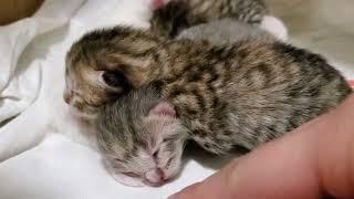 Newborn Kitten Hissing