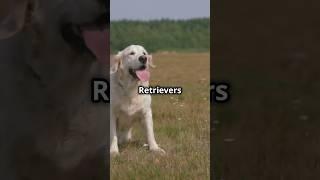 Top 4 Interesting Facts About Golden Retrievers #shorts