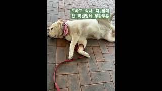 이틀만의 산책,산들바람바닥에서 쩍벌로 쉬는 늙은개#꼬미#시고르리트리버#철창출신#다행이다#산들바람#dogspreading#rescueddog#breeze#ballerina#sick
