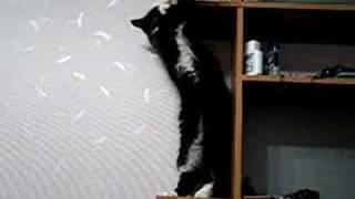 Cat on shelf