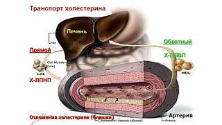 Диагностика Дислипидемии