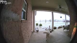 Pooch Porch Pirate - Dog Trained To Steal Amazon Packages!