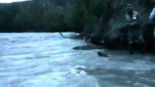 Klutina river Copper Center, Alaska Red Salmon fishing with Friends