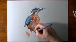 dessiner - How I draw a kingfisher