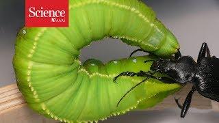 Watch this caterpillar fling its beetle attacker through the air