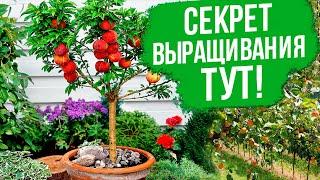 Фруктовый рай в вашем саду! Секреты косточковых культур.