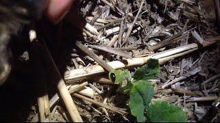 How to catch cabbage stem flea beetle - Pyrethroid resistance sampling