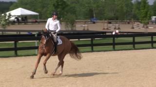 River Blues Ridden by Jonathan Corrigan--.80m Jumpers