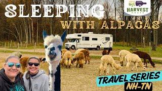 SLEEPING OVERNIGHT WITH 150 ALPACAS! STAYING IN CT AT ROARING ACRES ALPACAS USING HARVEST HOST